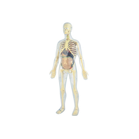 Juego miniland anatomia humana 45 piezas 56 cm